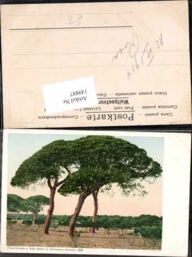 149887,Photochromie Nenke Ostermaier 259 Afrikanischer Baum