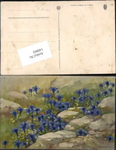 149892,Photochromie A. Haller Blumen