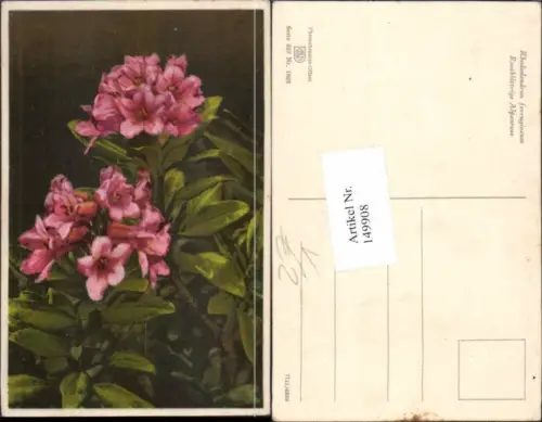 149908,Photochromie Nenke Ostermaier 657-1866 Alpenrose