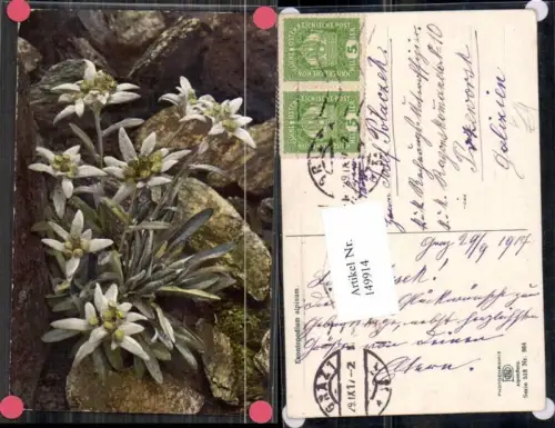 149914,Photochromie Nenke Ostermaier 518-884 Alpenflora Edelweiss
