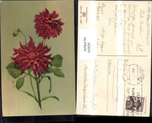 165029,Photochromie Nenke e Ostermaier 598euro1590 Dahlie Blume