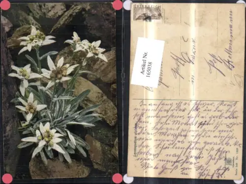 165038,Photochromie Nenke e Ostermaier 548euro1223 Edelweiß Blume