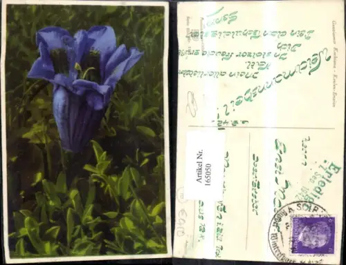 165050,Photochromie Nenke e Ostermaier 658euro1871 Keulen Enzian Blume