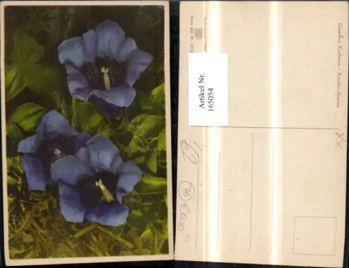 165054,Photochromie Nenke e Ostermaier 658euro1870 Keulen Enzian Blume