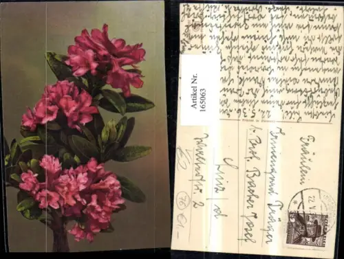 165063,Photochromie Nenke e Ostermaier 564euro1374 Blumen Zweig Blütenzweig