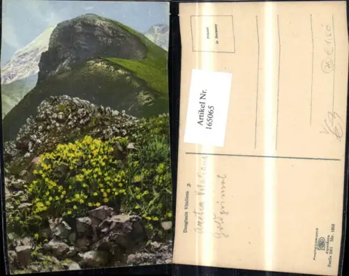 165065,Photochromie Nenke e Ostermaier 561euro1353 Goldprimel Blume Berglandschaft