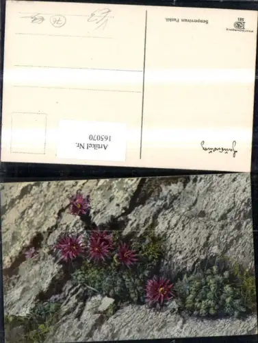 165070,Photochromie Nenke e Ostermaier 521 Steine Blumen Felsen