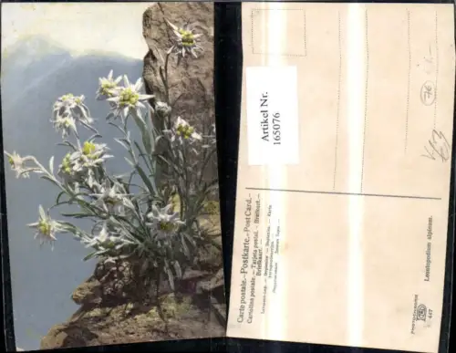 165076,Photochromie Nenke e Ostermaier 447 Edelweiß Gebirge Felsen