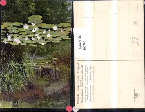 165085,Photochromie Nenke e Ostermaier 377 Teich Seerose Schilf Teichrose