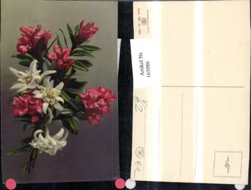 165086,Photochromie Nenke e Ostermaier 562euro1358 Blumen Edelweiß