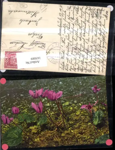 165089,Photochromie Nenke e Ostermaier 522euro943 Alpenveilchen Blumen