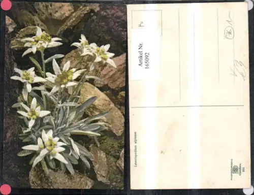 165092,Photochromie Nenke e Ostermaier 884 Edelweiß Blumen Felsen Steine