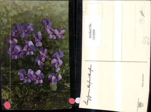 165094,Photochromie Nenke e Ostermaier 511 Veilchen Blume