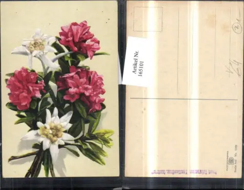 165101,Photochromie Nenke e Ostermaier 543euro1163 Blumen Edelweiß