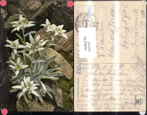 165107,Photochromie Nenke e Ostermaier 884 Edelweiß Blumen Felsen