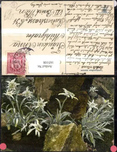 165108,Photochromie Nenke e Ostermaier 896 Edelweiß Blumen Felsen