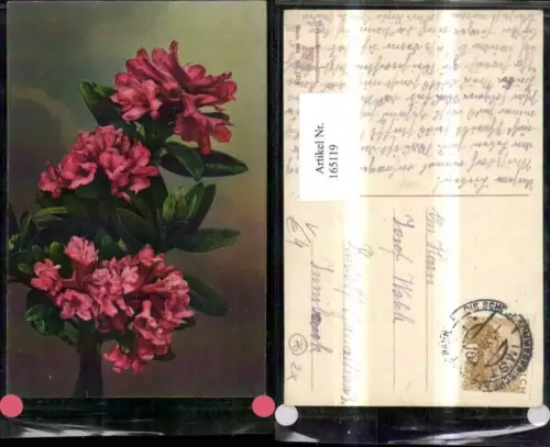 165119,Photochromie Nenke e Ostermaier 564euro1374 Blumen Zweig Rhododendren