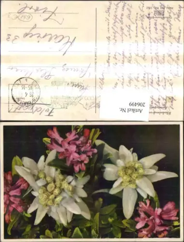 206499,Photochromie 655euro1857 Alpenrose Edelweiß