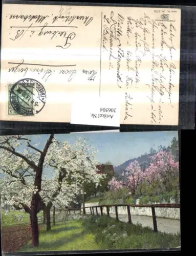 206504,Photochromie 99euro2172 Partie blütende Bäume Weg