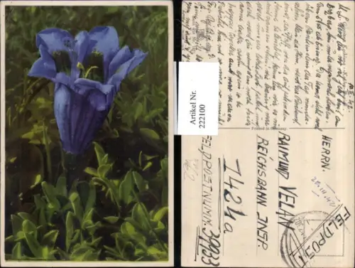 222100,Photochromie Nenke e Ostermaier 658euro1871 Gentiana Kochiana Keulen-Enzian Feldpost 39933