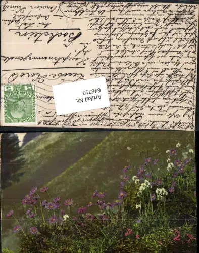 646710,Photochromie Nenke e Ostermaier 597-781 Aster alpinus n. Böckstein