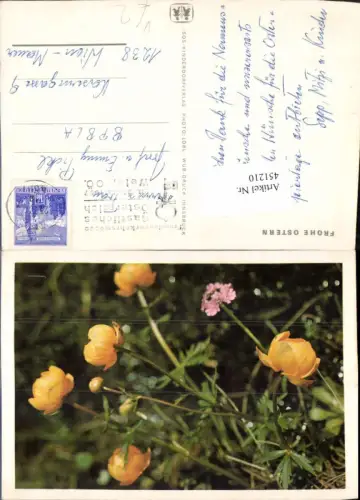 451210,SOS-Kinderdorf Ostern Hahnenfuß Blumen