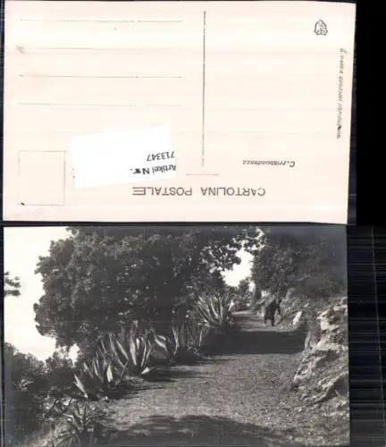 713347 Foto-AK Kakteen Kaktus Garten Italien Gardasee?