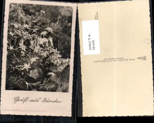 381458,Fotokunst Edelweiß Alpenflora Stein pub Karl Kühne 2608