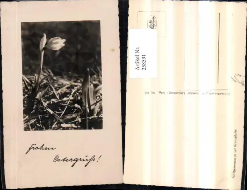 258591,Ostern Schneeglocke Schneeglöckchen pub W. Roessler 851