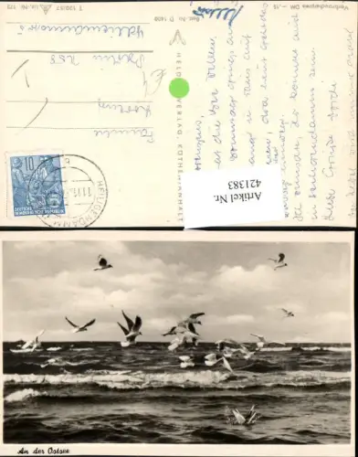 421383,Ostsee Heiligendamm b. Bad Doberan Möwen