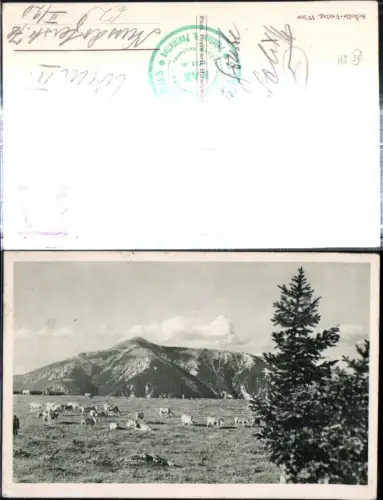 309146,Almweide bei d. Bergstation b. Reichenau m. Schneeberg Bergkulisse