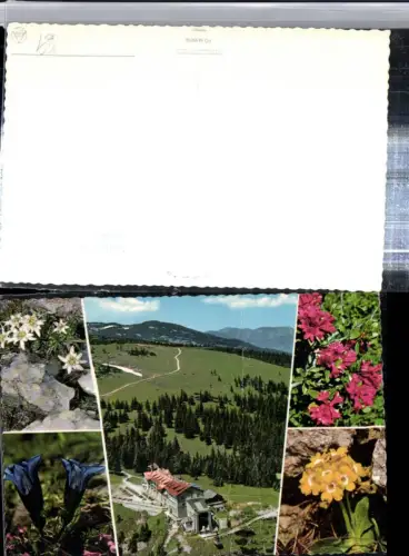 309408,Raxalpe Berghotel b. Reichenau Edelweiß Enzian Primel Mehrbildkarte pub Alpine Luftbild 54950