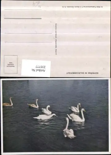 235777,Schwäne im Salzkammergut See pub F. E. Brandt 5020