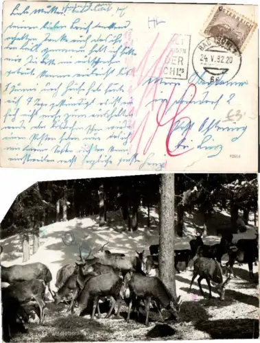 66229,Bad Ischl Wildfütterung Rehe Wild