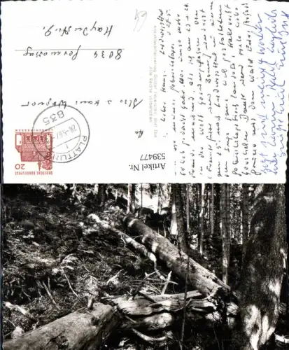 539477,Höllbachspreng Lindberg Urwald im Naturschutzgebiet