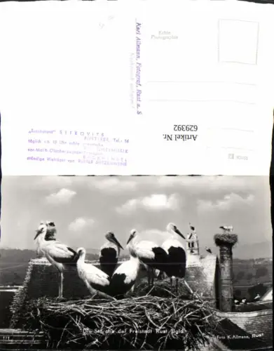 629392,Foto Ak Die Störche der Freistadt Rust Storch