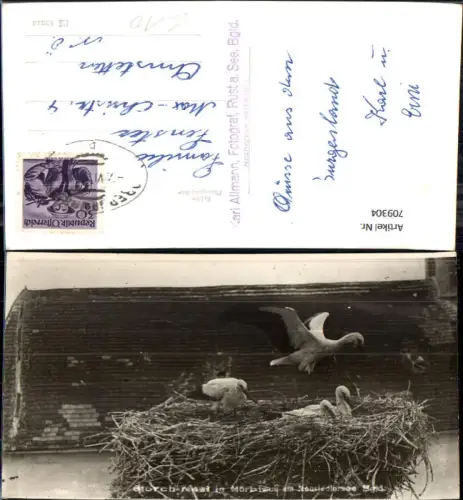 709304 Foto AK Mörbisch Neusiedlersee Storchennest Störche Storch