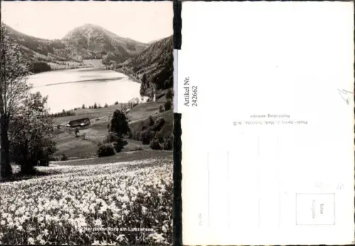 242662,Narzissenflora Wiese am Lunzersee b. Lunz am See