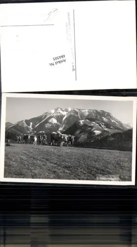 684305 Scheiblingstein bei Lunz am See Gaming Bauern Gespanne Kühe Ochsen