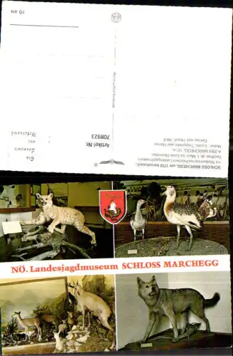 708923 Mehrbild AK Marchegg Schloss Landesjagdmuseum Jagd Luchs Hirsch pub Alpine Luftbild FÖ 674