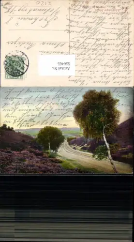 556465,Lüneburger Heide Lüneburg Birken Baum Undeloh Hanstedt Hamburg