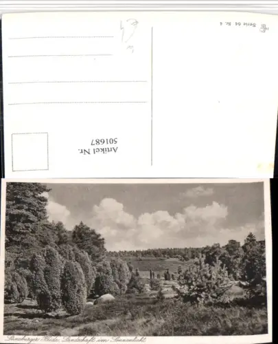 501687,Lüneburger Heide b. Schnevedingen Landschaft im Sonnenlicht
