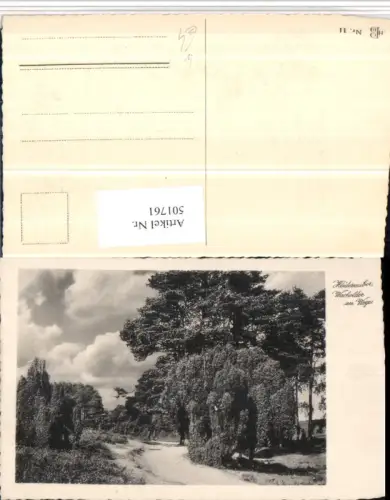 501761,Lüneburger Heide b. Schnevedingen Wacholder am Weg