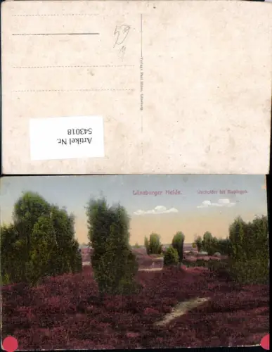 543018,Lüneburger Heide Wacholder b. Bispingen