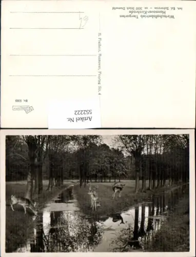 552222,Hannover Tiergarten Zoo Hirsche Kirchrode Wild