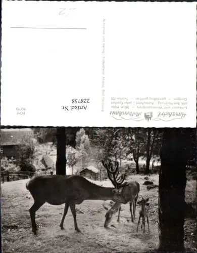 228758,Harzhotel Molkenhaus b. Bad Harzburg Wild Hirsch Reh Rehkitz