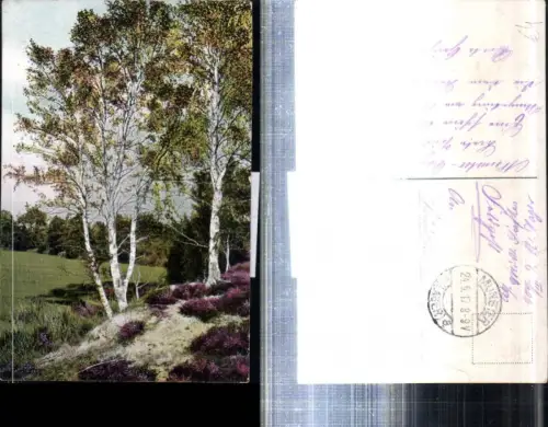 308182,Lüneburger Heide Birken am Oertzetal b. Munster Partie