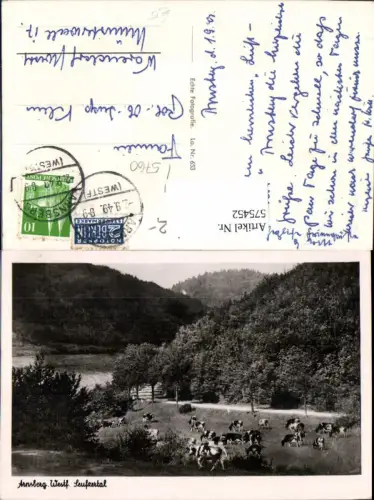 575452,Arnsberg Motiv Seufzertal Kühe Rinder