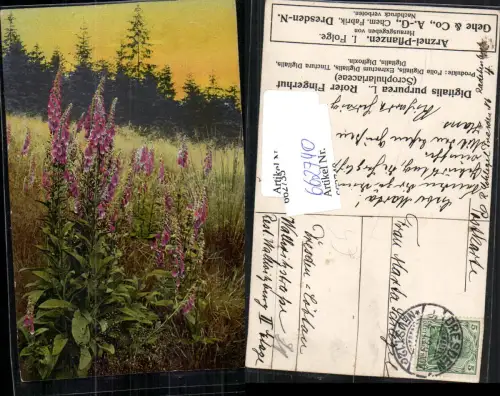 662740,Reklame AK Arznei Pflanzen Gehe e Co. Dresden Neustadt Chem. Fabrik