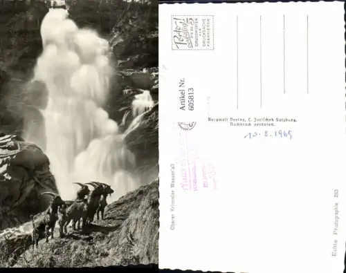 605813,Foto Ak Krimml Oberer Krimmler Wasserfall Ziegen Ziegenbock Tiere i. Vordergrund